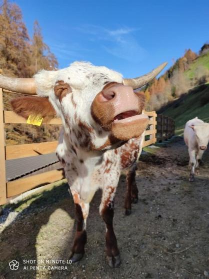 Apartment Texas Longhorn Ranch Neumannhof