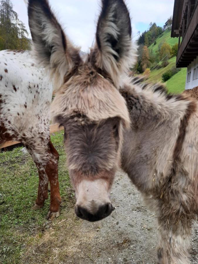 Texas Longhorn Ranch Neumannhof Cadipietra