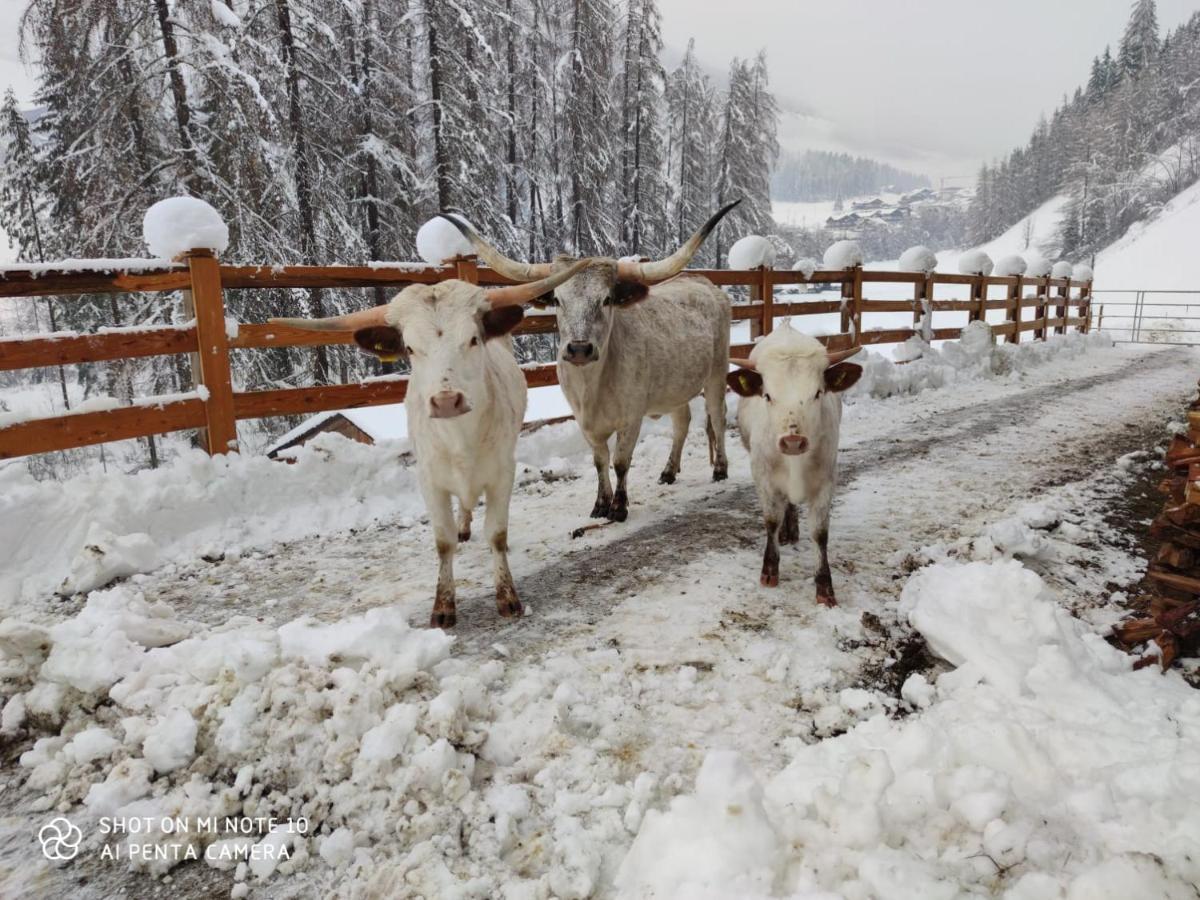 Texas Longhorn Ranch Neumannhof Cadipietra